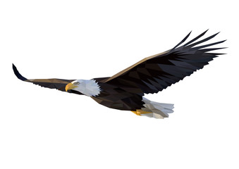 339x240 Search Photos Category Animals Gt Birds Gt Eagles