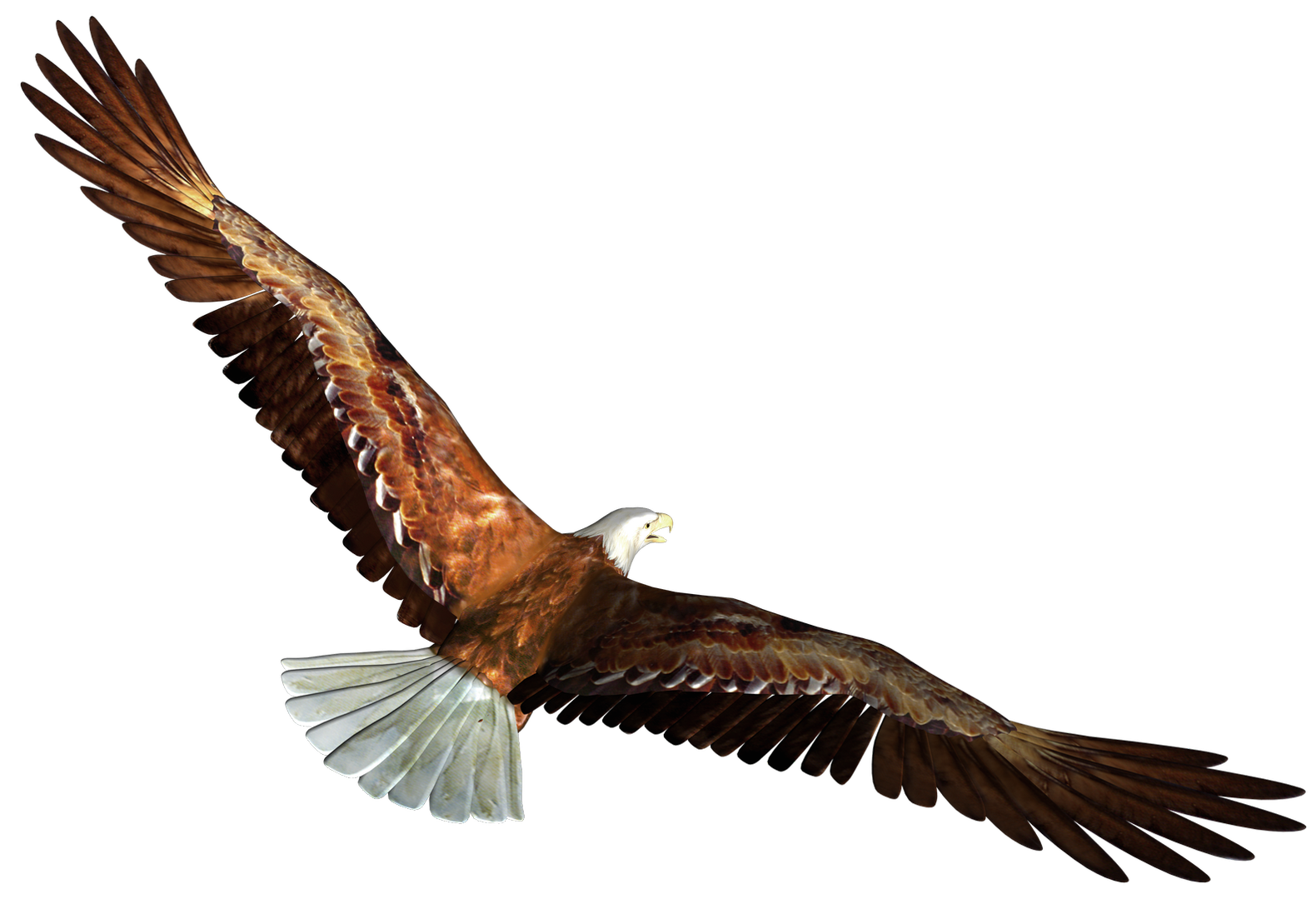 1580x1085 Collection Of Free Eagles Vector Eagle Landing Download On Ui Ex