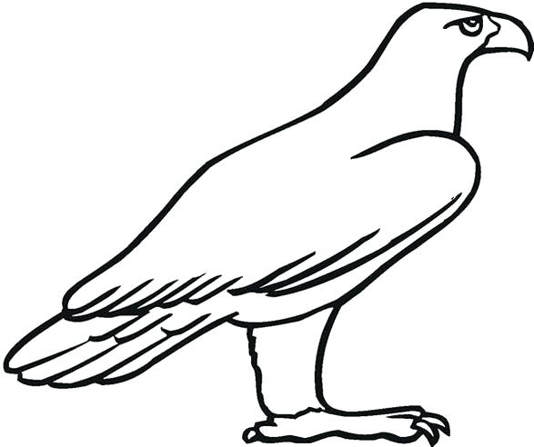 587x492 Golden Eagle Coloring