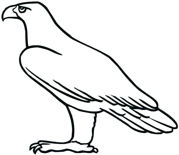 736x636 bald eagle coloring bald eagle coloring pages eagles pictures