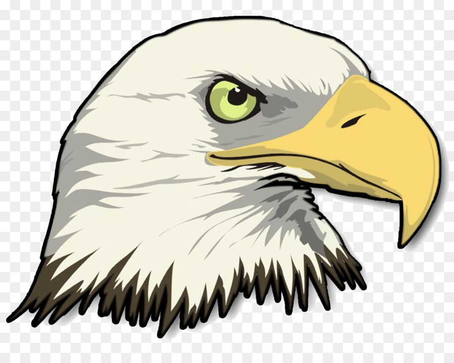 900x720 Huge Collection Of 'bald Eagle Drawing Pictures' Download More
