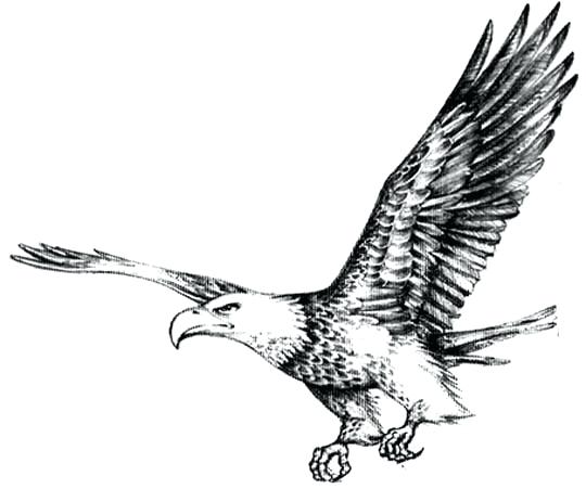 540x451 Eagle Drawings Running