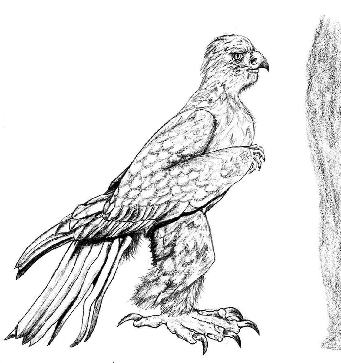 1126x1200 Eagledrawing Tagged Tweets And Downloader Twipu