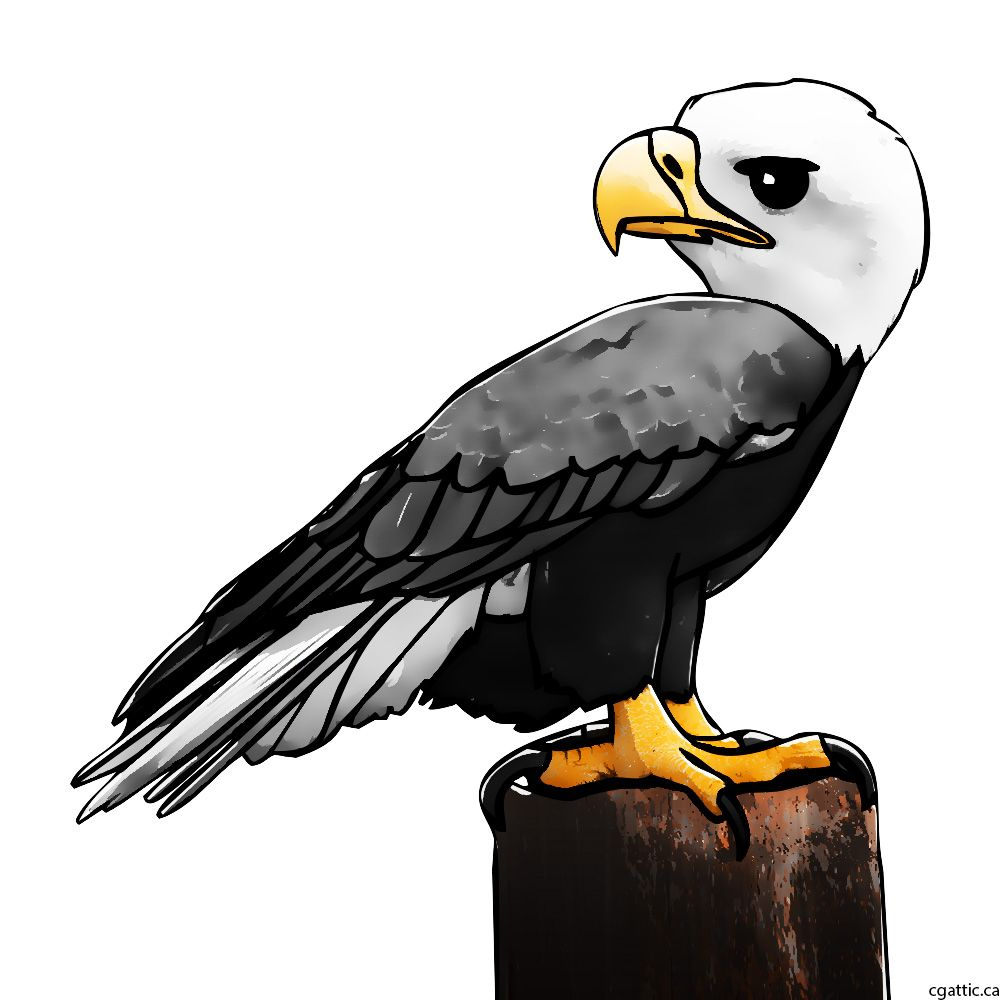 1000x1000 Bald Eagle Cartoon Drawing Eagle Cartoon Drawing In Steps