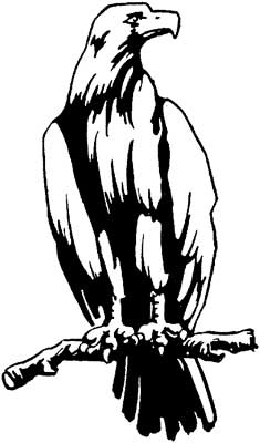 235x400 Bald Eagle Drawings Capturing The Magic Of A National Symbol