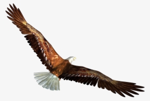 300x202 Eagle Flying Png, Free Hd Eagle Flying Transparent Image