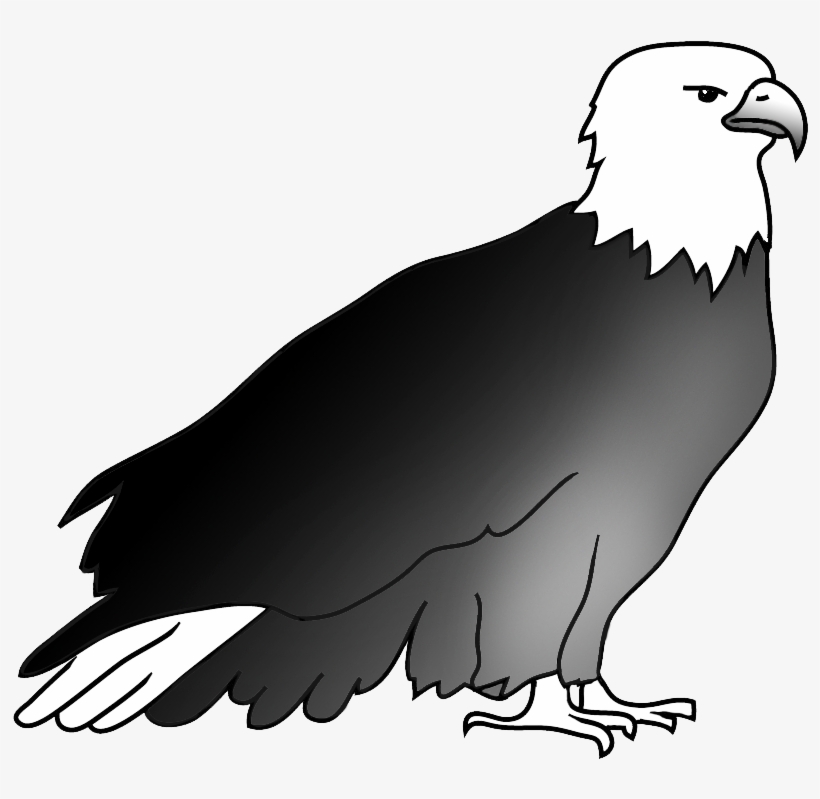 820x799 Resting Bald Eagle Drawing