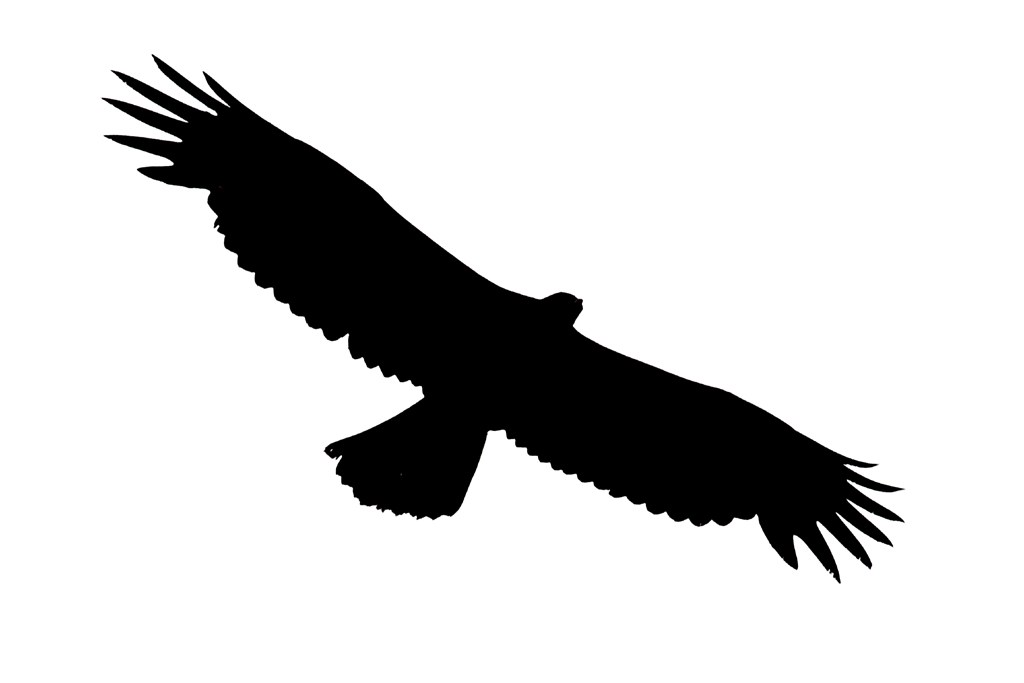 1024x683 Soaring Eagle Clip Art Black White Ideas And Designs
