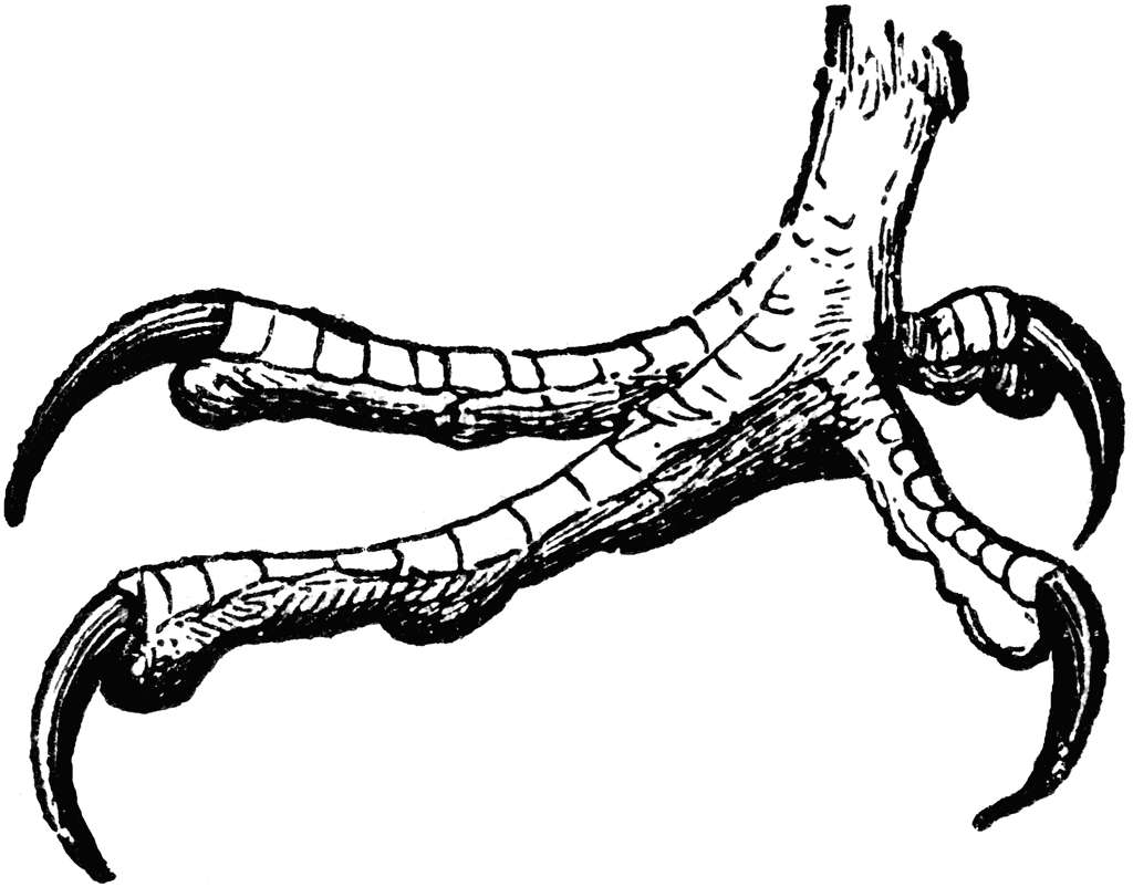 1024x802 eagle talons drawing
