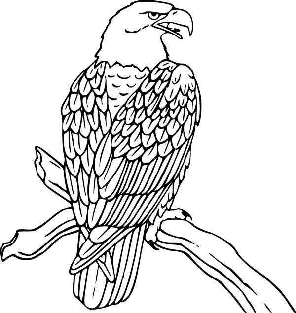 600x635 Eagle Wings Coloring Pages Best Of Bald Eagle Coloring
