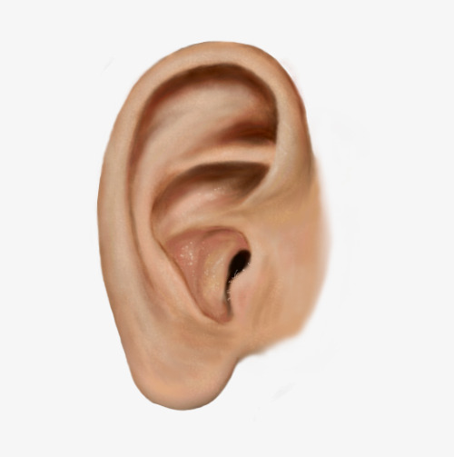 500x503 Drawing Ears, Leave The Material, Men, Hearing Png Image
