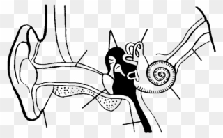 320x198 Human Ear Drawing At Getdrawings