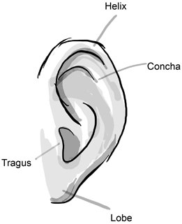 261x321 step drawing ears draw ears how to draw cartoon illustrated