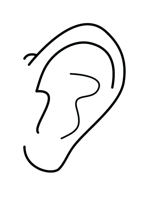 Ear Of Corn Drawing | Free download on ClipArtMag