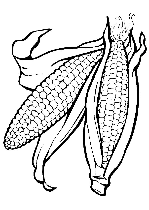 600x847 Corn Ears Picture Coloring