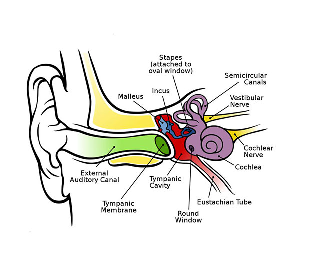 622x550 Ear Gyankaari