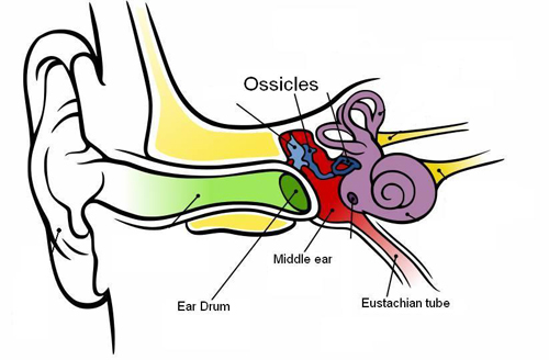 500x328 transmission of sound otic hearing speech centre