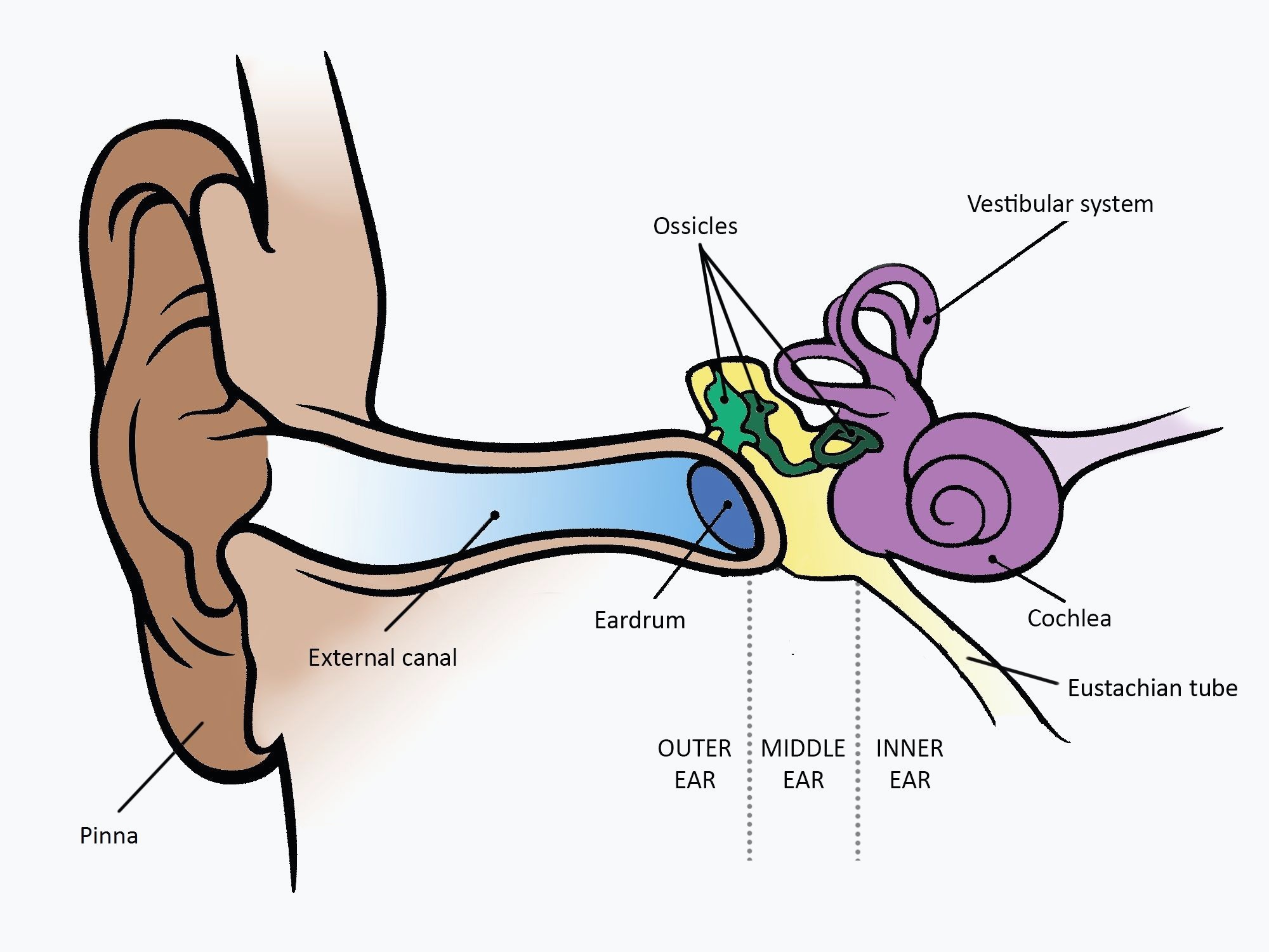 2000x1500 Anatomy Of The Ear And Ear Infection Types With Pictures