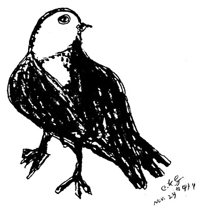 790x833 Bird Drawing Sri Chinmoy Art