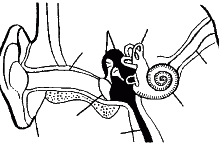 450x300 Collection Of Free Drawing Ears Earring Clipart Download On Ui Ex