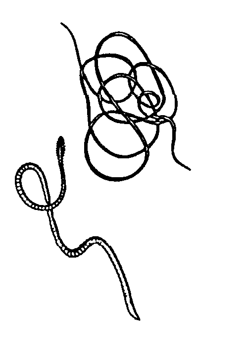497x685 leech drawing earthworm for free download