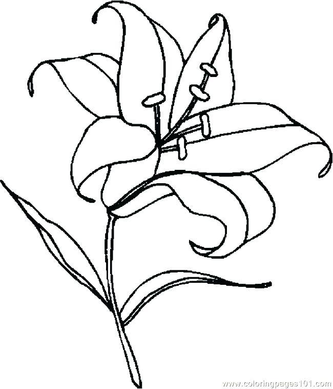 650x758 Easter Lily Coloring Sheets