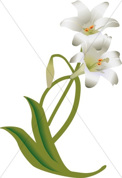 420x612 Easter Lily Flower Drawing