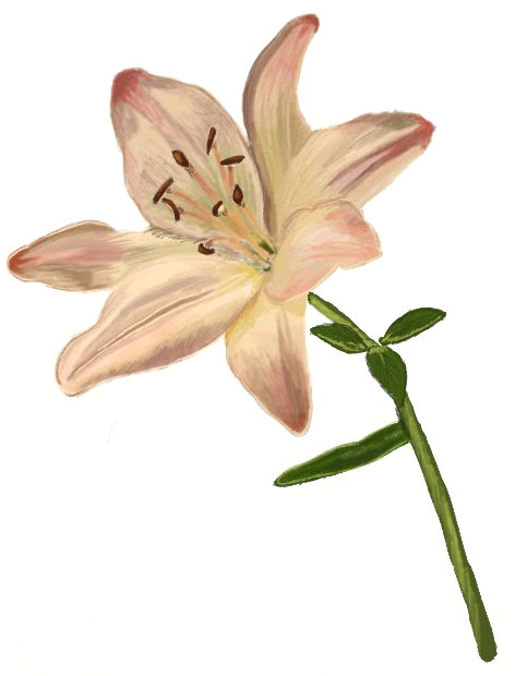 472x620 Ways To Draw A Lily