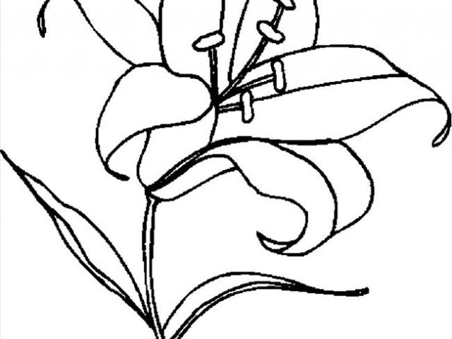 640x480 Free Easter Lily Clipart