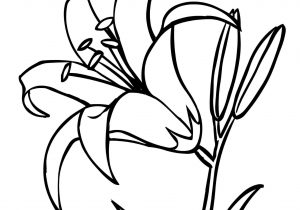 300x210 Lily Flower Drawing Color