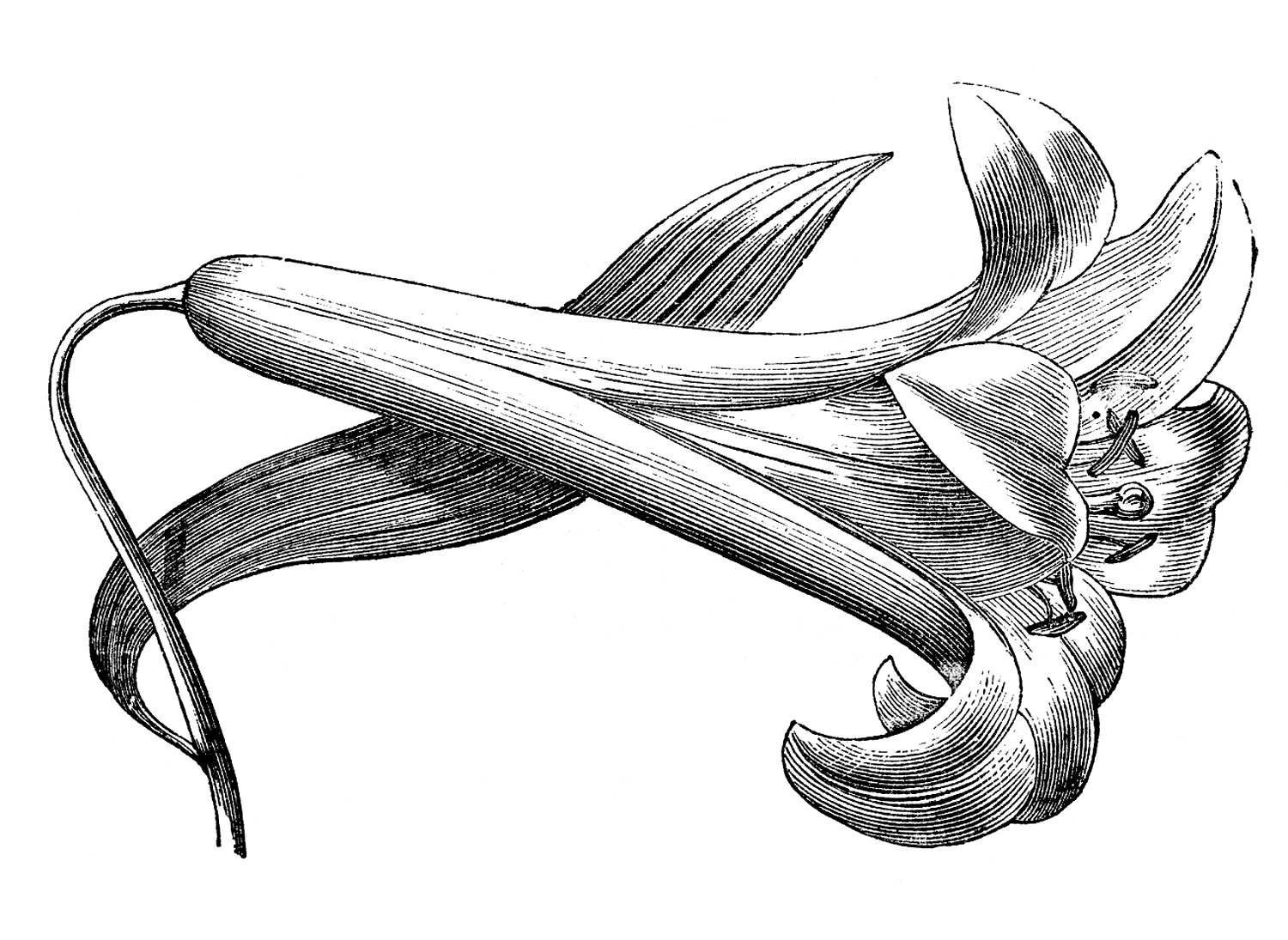 1500x1095 Vintage Easter Lily Engraving