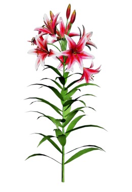 260x380 Download Black And White Image Of Lily Clipart Easter Lily Clip Art
