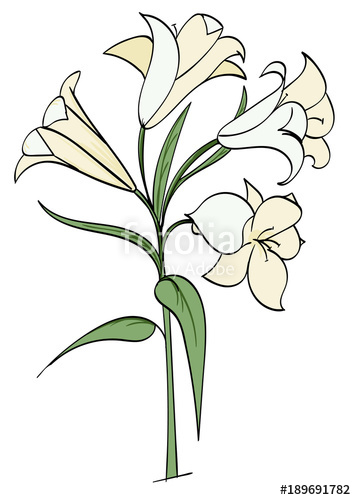 356x500 Easter Lilies Stock Image And Royalty Free Vector