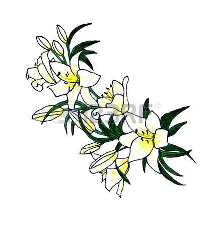 423x450 Easter Lily Clip Art For Preschool