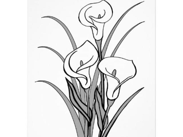 640x480 Free Calla Lily Clipart, Download Free Clip Art