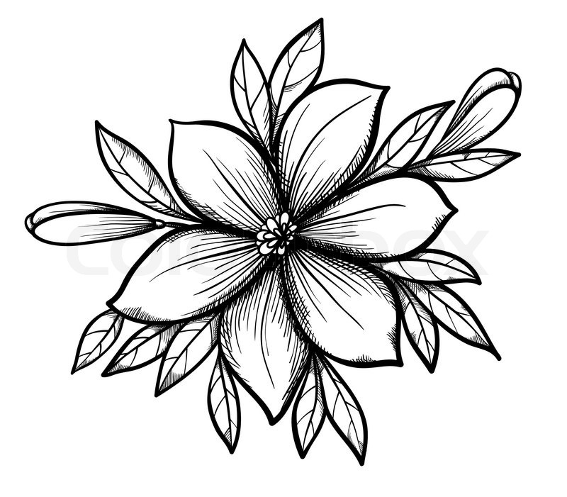 800x701 Collection Of 'line Drawing Lily' Download More Than Images