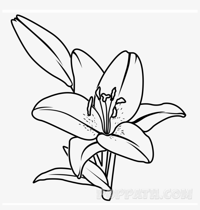 820x860 Lily Drawing Free For Personal Use Lily Drawing