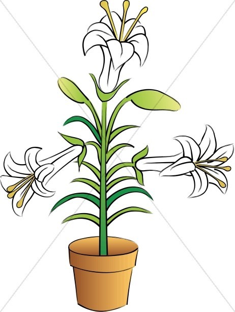 462x612 Potted Easter Lilies Church Flower Clipart Prepossessing