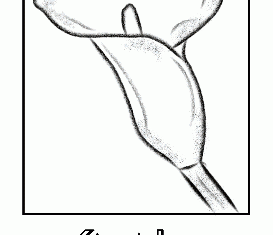 928x800 staggering easter lily coloring