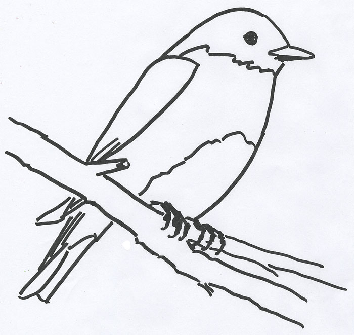 Eastern Bluebird Drawing