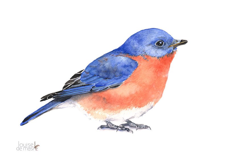 Eastern Bluebird Drawing 