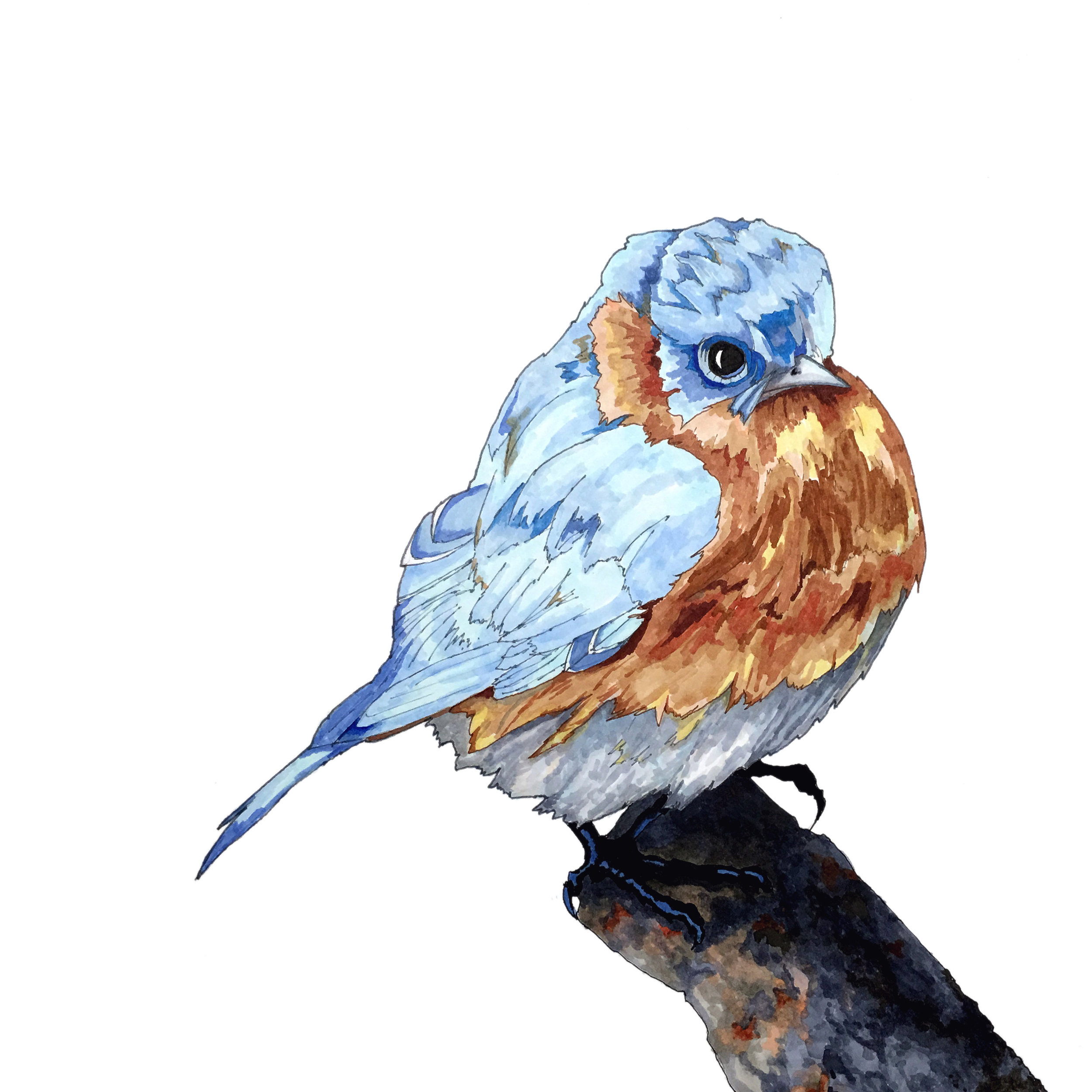 2500x2500 copic bluebird illustration mark cela graphics