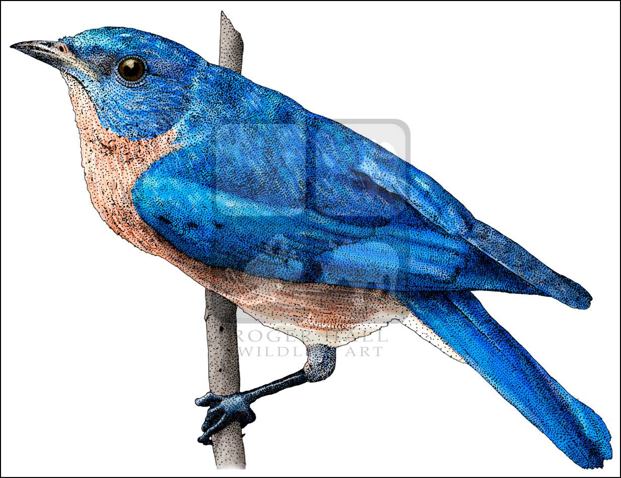 1234x949 Eastern Bluebird