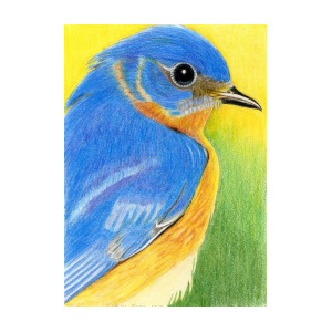 300x300 Eastern Bluebird Drawing