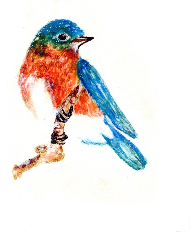 794x963 Eastern Bluebird In The Snow Print From My Original Painting Etsy