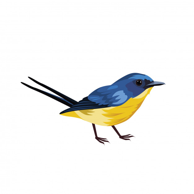 626x626 Eastern Bluebird Vector Premium Download