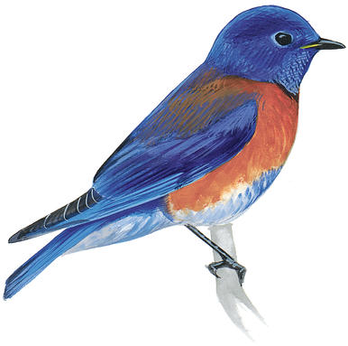 386x383 mountain bluebird audubon field guide