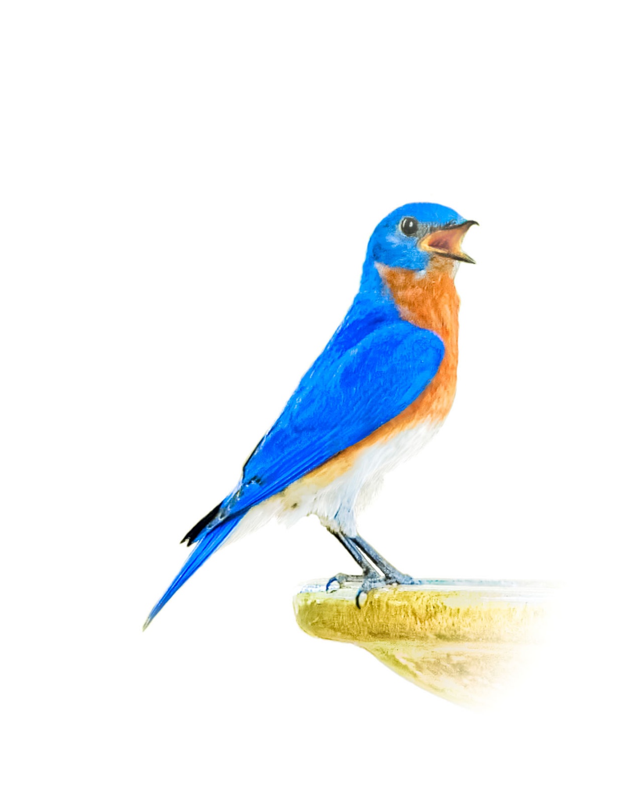 1280x1600 Oscar River Fine Art Photography