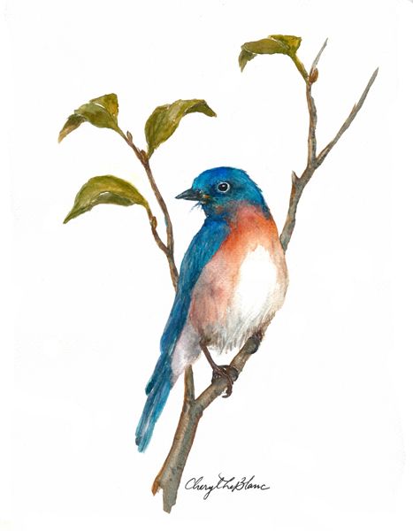 467x600 Eastern Bluebird Drawing Watercolor Mixed Media Artwork