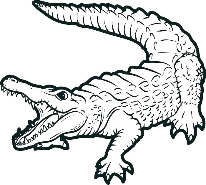 700x628 Crocodile Coloring Pages Alligator Templates Crafts Colouring